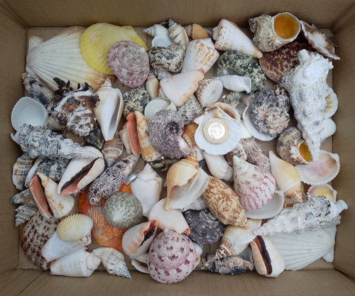 1kg mixed sizes species - 1kg, grades