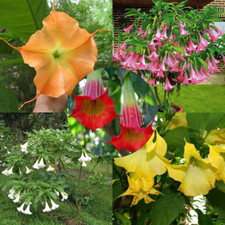Brugmansia Collection - 5 Varieties of Brugmansias, 50 Total
