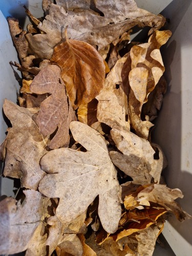 50x bioactive dried oak - dried, and