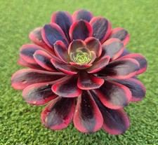 Aeonium 'Superbang - 9 cm