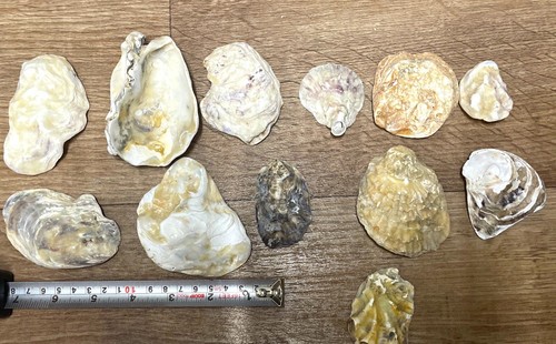 Natural oyster shells - oyster, mixed