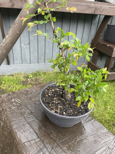 Chinese elm pre bonsai - elm, pre-bonsai