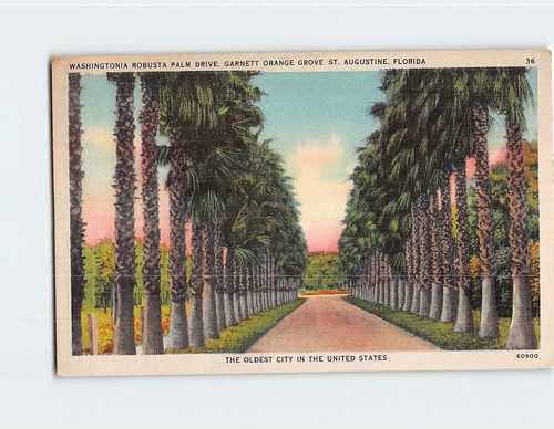 Postcard washingtonia robusta - postcard,