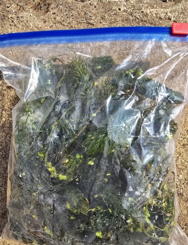Pond hornwort live oxygenating - pond,