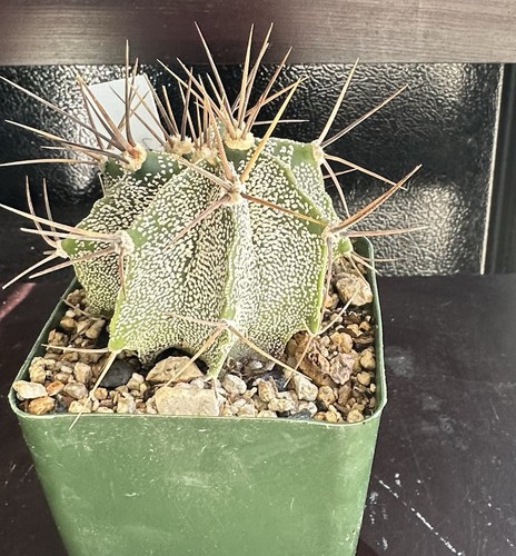 Astrophytum ornatum cactus - astrophytum,