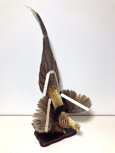 Stuffing real bird golden - bird,