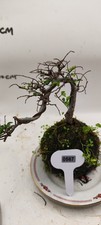 Moss Ball Cliff Elm Bonsai