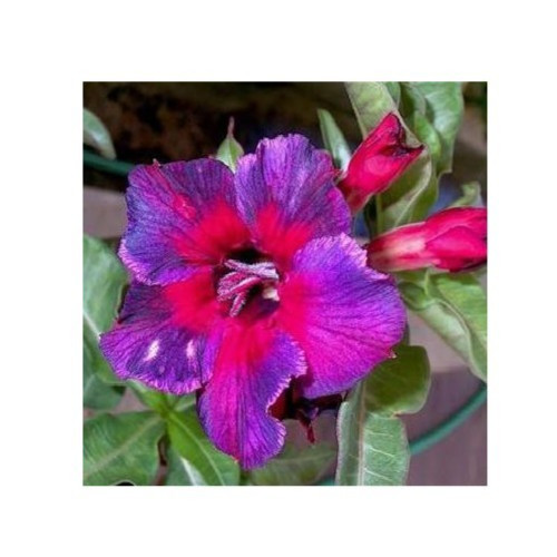 Kalidescope germinated - "kalidescope",