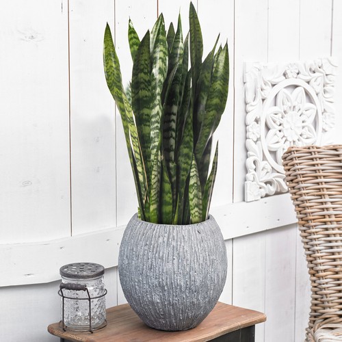 Snake plant large indoor - plant,
