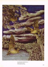 Bat Daubenton's Bechstein's