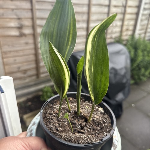 Verigated aspidistra elatior - verigated,