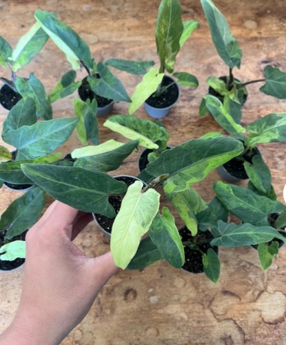 Alocasia lauterbachiana