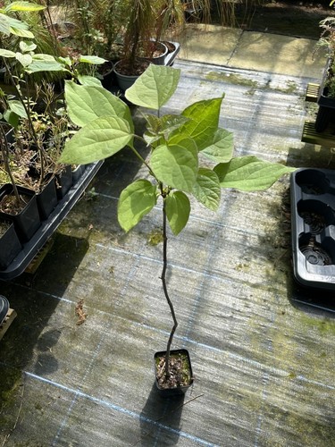 Indian bean tree catalpa - -,