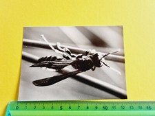 PHOTOGRAPH VESPA BEE 60s 70s