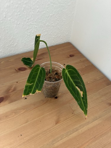 Anthurium waroqueanum - anthurium, x2