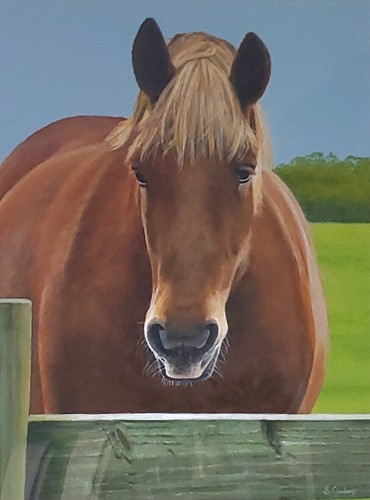Suffolk punch horse - suffolk,