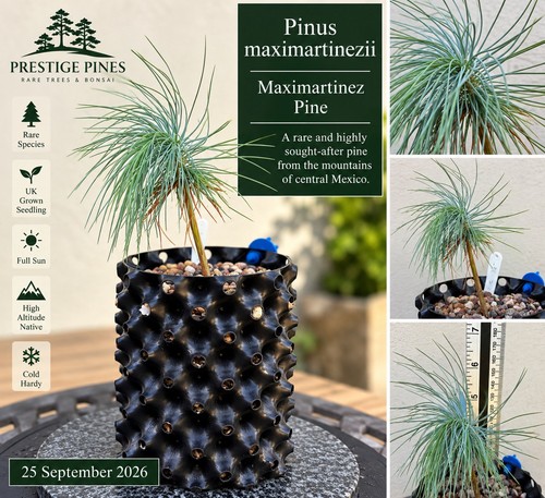 Rare pinus maximartinezii - rare, –