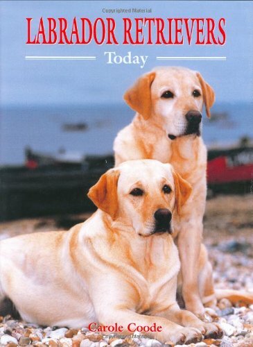 Labrador retrievers today - retrievers,
