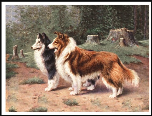 Shetland sheepdog sheltie dogs - sheltie,