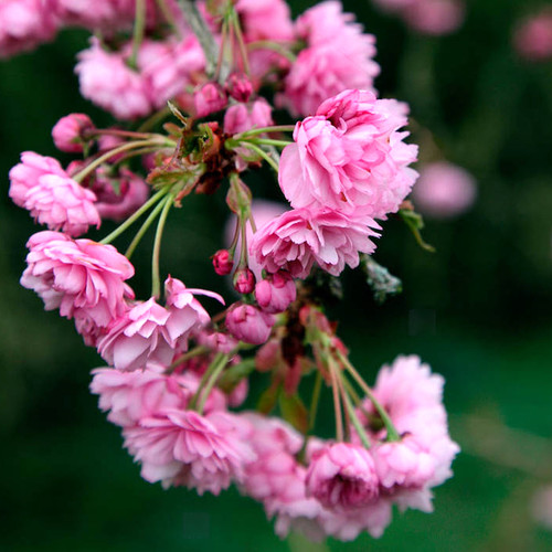 Prunus kiku shidare zakura - 'kiku-shidare, |