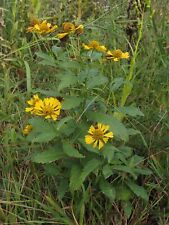 Helenium autumnale 50 Seeds -