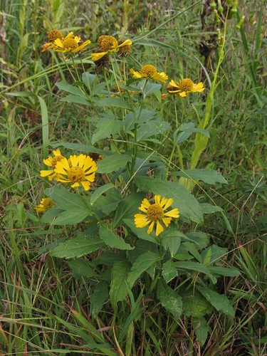 Helenium autumnale seeds - helenium,