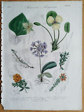 Trillium Primula - Large