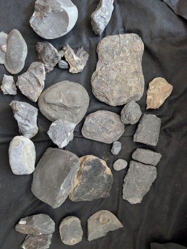 Bulk lot fossiliferous rock - of,
