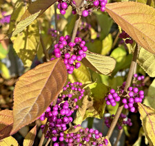 Callicarpa bod Profusion Beautyberry XL 3Lt Large Pot Flowering Deciduous Shrub