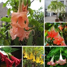 30 Seeds Mixed Brugmansia Angel's Trumpets Unusual Ornamental Garden Plants
