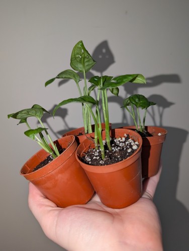 Baby monstera adansonii plant - baby,
