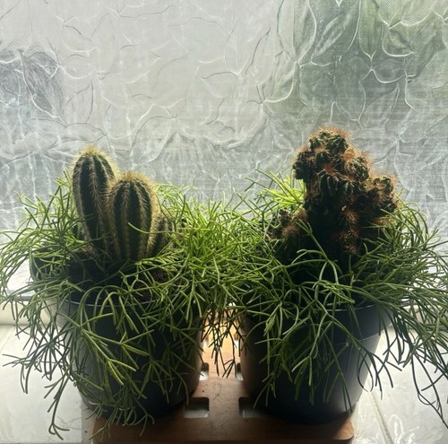 Mistletoe cactus 7cm pot - cactus, 🌵