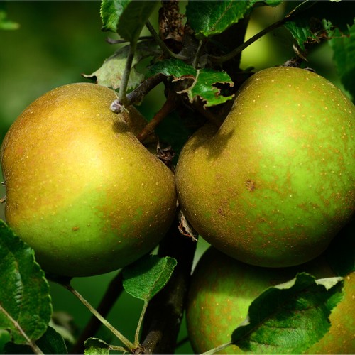 Egremont russet apple - egremont,