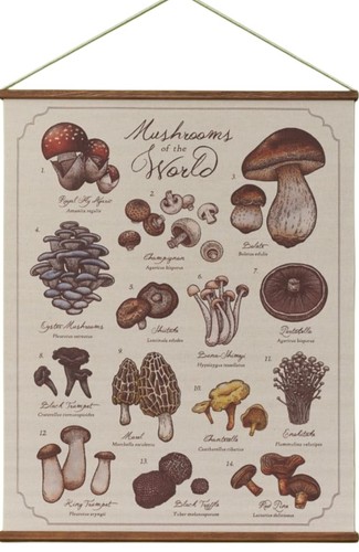 Mushrooms the world hanging - mushrooms,