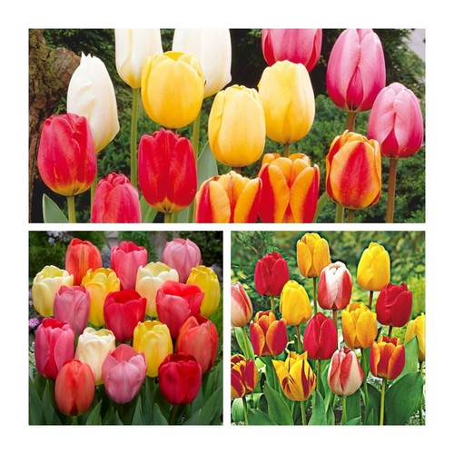 Mixed darwin hybrid garden - mixed,