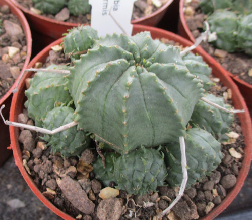 Euphorbia meloformis - euphorbia,