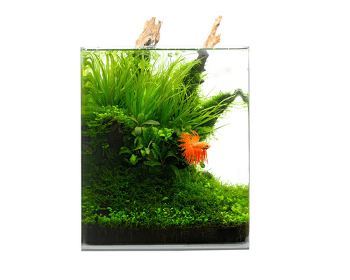 Natureholic crystal clear cube - clear,