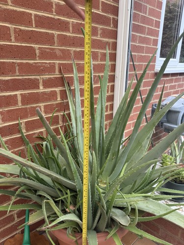 Aloe vera leaves - aloe,