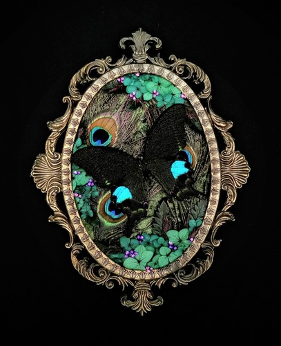 Real butterfly taxidermy - real,