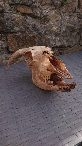 Real sheep skull with horns - real,