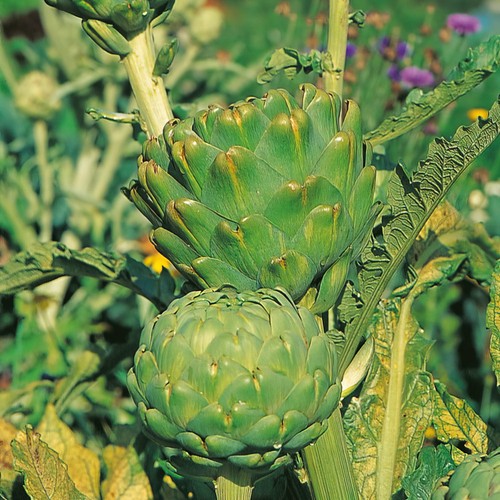 Globe artichoke imperial star - artichoke,