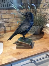 Taxidermy Carrion Crow (Corvus