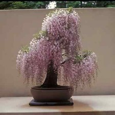 Pink Wisteria Bonsai Tree seeds + detailed growing instructions