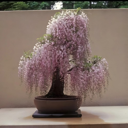 Pink wisteria bonsai tree - wisteria,