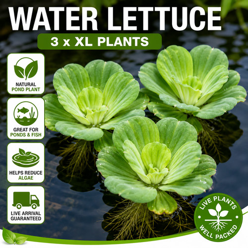 Water lettuce floating - water,