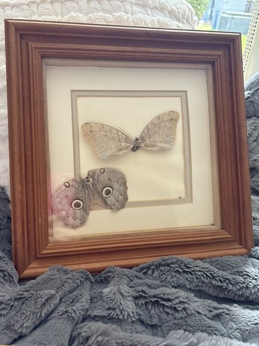 Vintage framed giant owl - vintage,