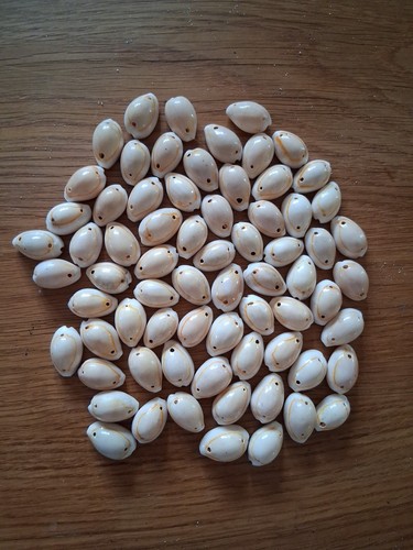 Cowrie seashells pre - seashells,