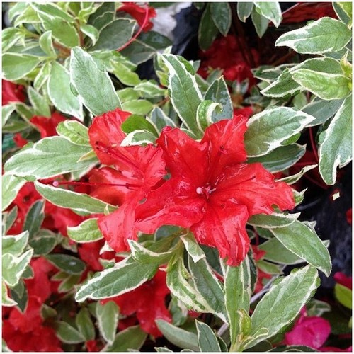 9cm pot azalea - [9cm,