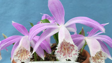 Pleione (Himalayan/Windowsill
