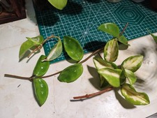 Hoya Carnosa Tricolour plant cuttings unrooted stems House Plant